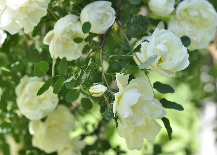 Holiday home Koru Laagri